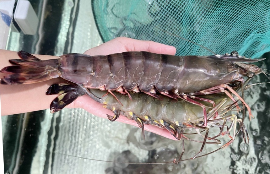 700.000 Đồng/Kg Tôm Sú 'Khổng Lồ'